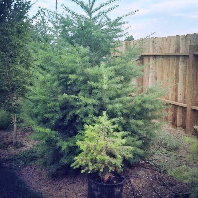Two fir tree seedlings. The potted tree's growth is limited. Spiritually there are things that limit our spiritual growth.