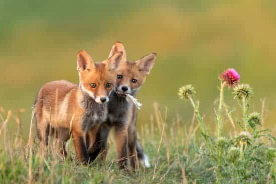 little foxes spoil the vine