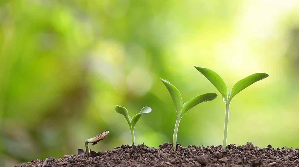 Picture of seeds growing from small to larger that represents how we grow in faith.
